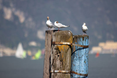 Seagulls perching on wooden post