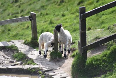 Sheeps by wooden fence