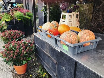 Pumpkins on potted plant