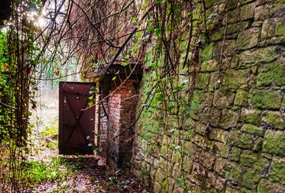 Trees by wall in forest