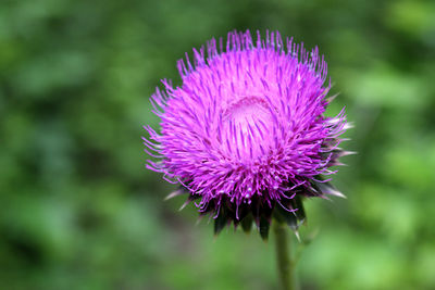 Close-up of purple thistle flower