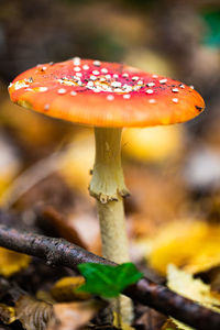 Close-up of mushroom growing on field