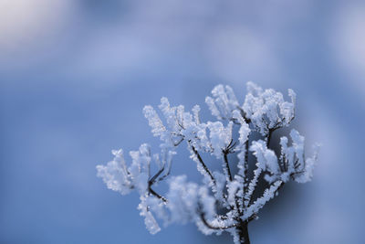 Close-up of snow covered tree against sky