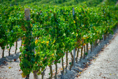 Plants growing in vineyard