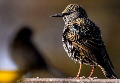 Starling perches on the backyard deck