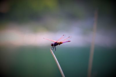 Close-up of insect