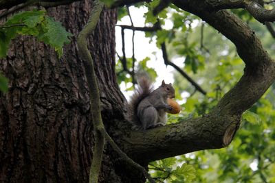 Low angle view of squirrel sitting on tree trunk