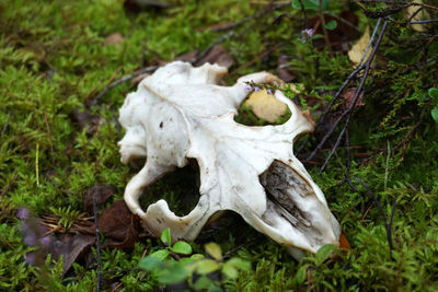 High angle view of animal skull on field