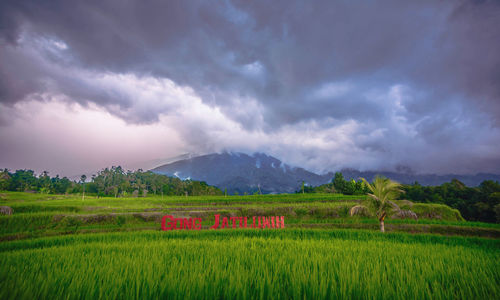 Jatiwulih tabana bali, the largest area for the view of rice terraces in bali.