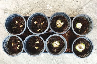 Directly above shot of plant bulbs in pots