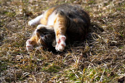 View of a cat on field