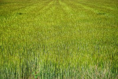 Full frame shot of fresh green field