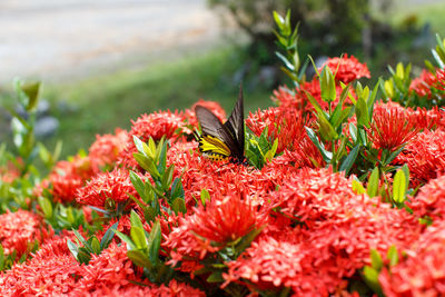 Close-up of red flowering plants