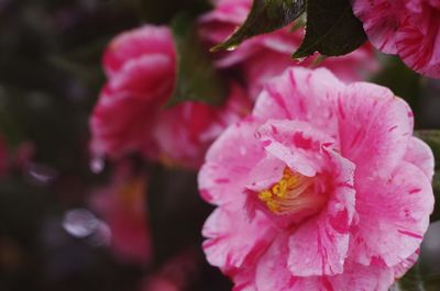 Close-up of raindrops on pink flowering plant