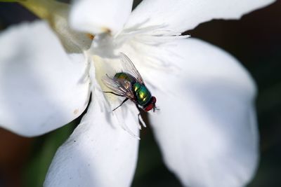 Close-up of fly on white flower