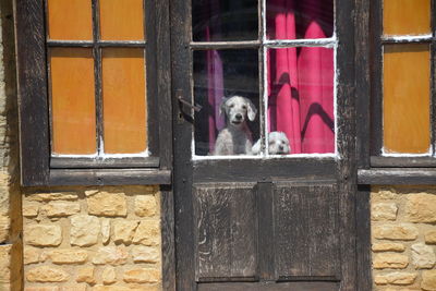 Dog looking through window