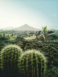 Cactus growing on field against sky