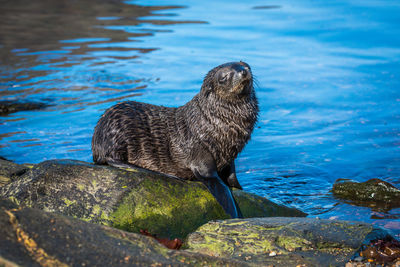 Seal pup on rocky shore
