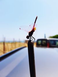 Close-up of insect on car against sky