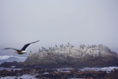 Birds on rock in sea against sky