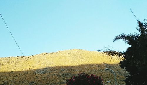 Low angle view of trees against clear sky