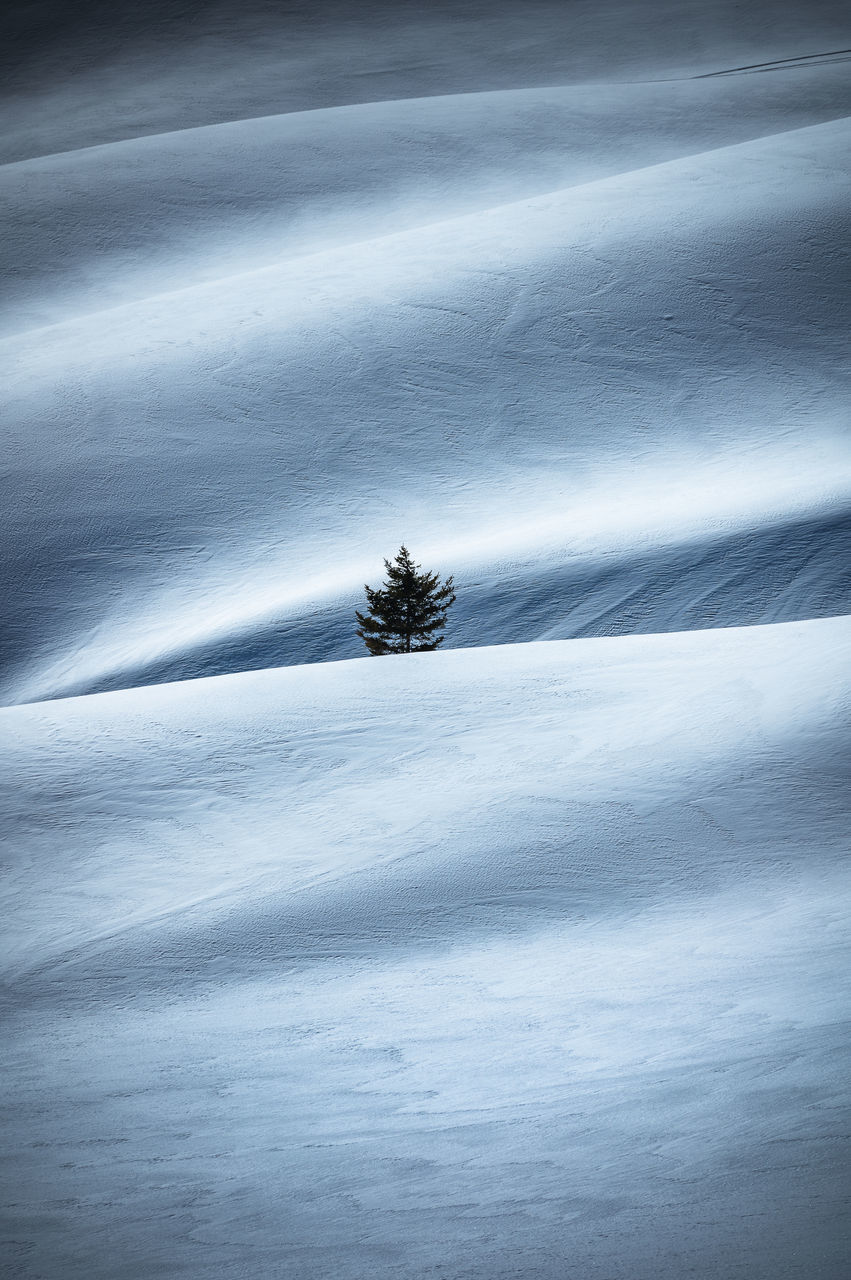 tree, tranquility, scenics - nature, winter, plant, snow, land, beauty in nature, nature, cold temperature, tranquil scene, no people, environment, landscape, day, non-urban scene, field, sky, outdoors, climate