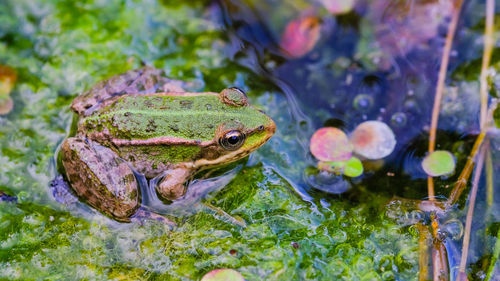 Close-up of frog in lake