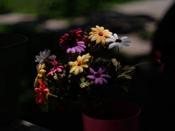 flowering plant