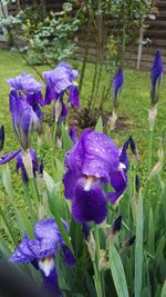 Close-up of purple flowers blooming outdoors