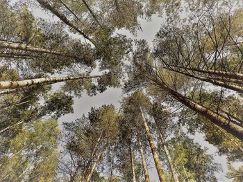 Low angle view of trees in forest during winter