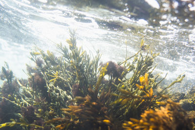 Close-up of pine tree by sea