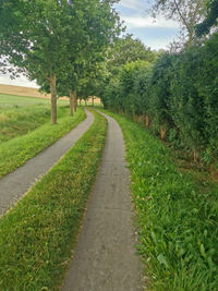 Road amidst trees and plants against sky