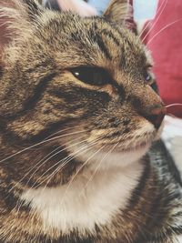 Close-up of a cat looking away