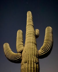 Low angle view of succulent plant against sky at night