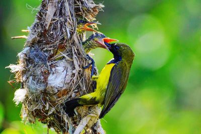 Close-up side view of feeding birds