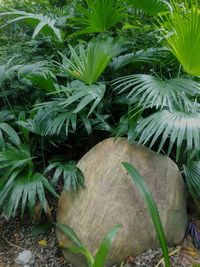 Plants growing on a tree