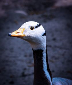 Close-up of a bird