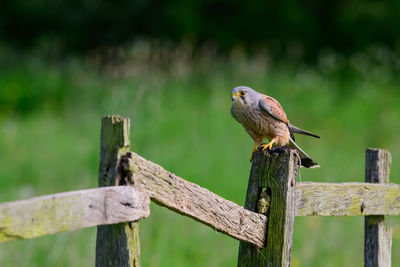 Kestrel, falco tinnunculus, perched on a fence in farmland