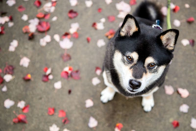 High angle portrait of dog