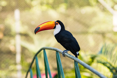 Close-up of bird perching on a metal