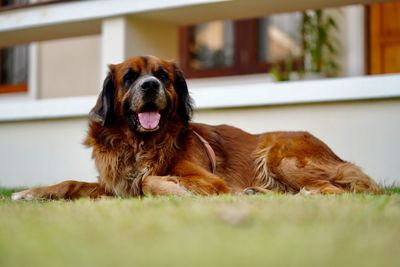 Close-up of a dog resting at home