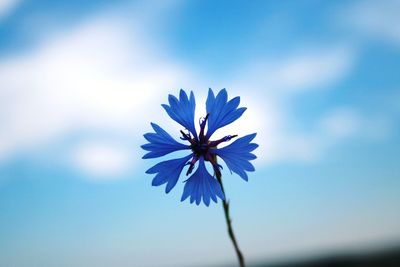 Close-up of purple flowering plant against blue sky