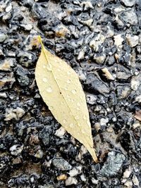 High angle view of insect on dry leaf