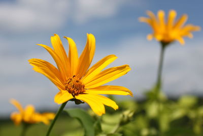 Close-up of yellow flower