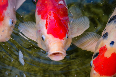 Close-up of koi fish in lake