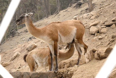 Portrait of giraffe standing outdoors