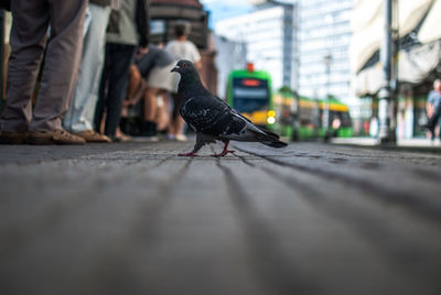 Low section of bird perching on street