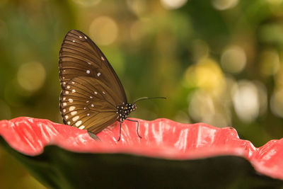 Close-up of butterfly pollinating on flower