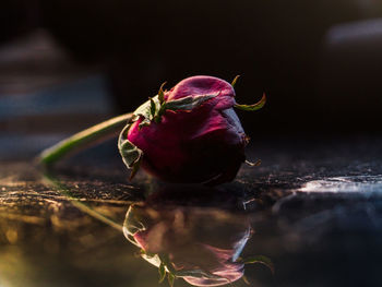 Close-up of flower against blurred background