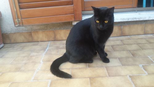 Close-up of cat sitting on floor